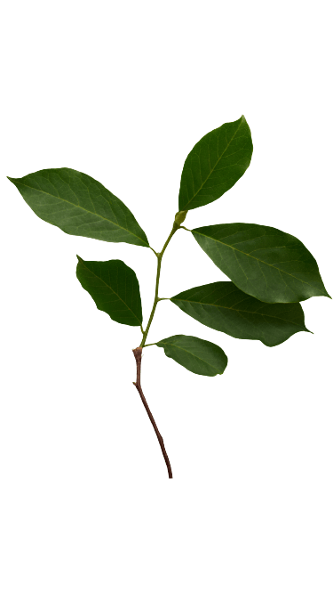 curso de fitoterapia